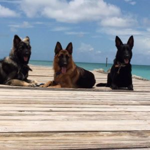 behavior training for dogs